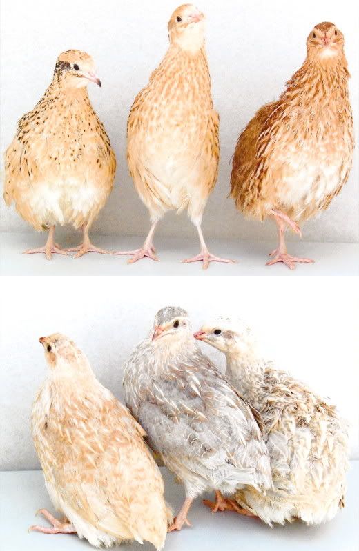 Rare Coturnix Quail colorations....PICS | BackYard Chickens